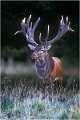 " TOFFE " dans toute sa force Parc de DYREHAVEN .Brame 2002
Cerf au brame.
Dyrehaven 2002
Mammifère.
Cerf élaphe.Cervus élaphus.
Photographie de faune sauvage.
Daniel TRINQUECOSTES
Que nature vive 