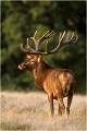 " BUEN " un jeune cerf , j'ai bien écrit un jeune cerf 6 ans à l'époque ! Parc de DYREHAVEN .Brame 2002
Cerf au brame.
Dyrehaven 2002
Mammifère.
Cerf élaphe.Cervus élaphus.
Photographie de faune sauvage.
Daniel TRINQUECOSTES
Que nature vive 