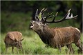 Nous voici arrivés en 2006, année de mon dernier sékour à Dyrehaven Parc de DYREHAVEN .Brame 2006
Cerf au brame.
Dyrehaven 2006
Mammifère.
Cerf élaphe.Cervus élaphus.
Photographie de faune sauvage.
Daniel TRINQUECOSTES
Que nature vive 