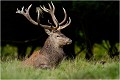  Parc de DYREHAVEN .Brame 2006
Cerf au brame.
Dyrehaven 2006
Mammifère.
Cerf élaphe.Cervus élaphus.
Photographie de faune sauvage.
Daniel TRINQUECOSTES
Que nature vive 