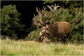 Tendresse ...... Parc de DYREHAVEN .Brame 2006
Cerf au brame.
Dyrehaven 2006
Mammifère.
Cerf élaphe.Cervus élaphus.
Photographie de faune sauvage.
Daniel TRINQUECOSTES
Que nature vive 