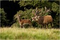 Suite de tendresse...... Parc de DYREHAVEN .Brame 2006
Cerf au brame.
Dyrehaven 2006
Mammifère.
Cerf élaphe.Cervus élaphus.
Photographie de faune sauvage.
Daniel TRINQUECOSTES
Que nature vive 