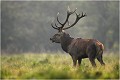 Matin de brume Parc de DYREHAVEN .Brame 2006
Cerf au brame.
Dyrehaven 2006
Mammifère.
Cerf élaphe.Cervus élaphus.
Photographie de faune sauvage.
Daniel TRINQUECOSTES
Que nature vive 