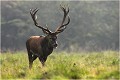 La tranquillité que confère la force ...... Parc de DYREHAVEN .Brame 2006
Cerf au brame.
Dyrehaven 2006
Mammifère.
Cerf élaphe.Cervus élaphus.
Photographie de faune sauvage.
Daniel TRINQUECOSTES
Que nature vive 