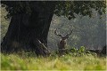 Auprès de mon arbre ....je vivais heureux..... Parc de DYREHAVEN .Brame 2006
Cerf au brame.
Dyrehaven 2006
Mammifère.
Cerf élaphe.Cervus élaphus.
Photographie de faune sauvage.
Daniel TRINQUECOSTES
Que nature vive 