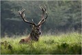 Le réveil du roi....... Parc de DYREHAVEN .Brame 2006
Cerf au brame.
Dyrehaven 2006
Mammifère.
Cerf élaphe.Cervus élaphus.
Photographie de faune sauvage.
Daniel TRINQUECOSTES
Que nature vive 