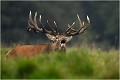 Du plus profond de moi ..... Parc de DYREHAVEN .Brame 2006
Cerf au brame.
Dyrehaven 2006
Mammifère.
Cerf élaphe.Cervus élaphus.
Photographie de faune sauvage.
Daniel TRINQUECOSTES
Que nature vive 