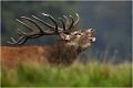 Mon plus beau profil ..... Parc de DYREHAVEN .Brame 2006
Cerf au brame.
Dyrehaven 2006
Mammifère.
Cerf élaphe.Cervus élaphus.
Photographie de faune sauvage.
Daniel TRINQUECOSTES
Que nature vive 