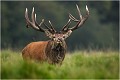 HUMM !!!!!!!!!!! Parc de DYREHAVEN .Brame 2006
Cerf au brame.
Dyrehaven 2006
Mammifère.
Cerf élaphe.Cervus élaphus.
Photographie de faune sauvage.
Daniel TRINQUECOSTES
Que nature vive 