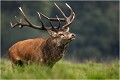 Senteurs d'octobre ...... Parc de DYREHAVEN .Brame 2006
Cerf au brame.
Dyrehaven 2006
Mammifère.
Cerf élaphe.Cervus élaphus.
Photographie de faune sauvage.
Daniel TRINQUECOSTES
Que nature vive 