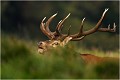 Cache-cache avec le photographe...... Parc de DYREHAVEN .Brame 2006
Cerf au brame.
Dyrehaven 2006
Mammifère.
Cerf élaphe.Cervus élaphus.
Photographie de faune sauvage.
Daniel TRINQUECOSTES
Que nature vive 