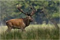  Parc de DYREHAVEN .Brame 2006
Cerf au brame.
Dyrehaven 2006
Mammifère.
Cerf élaphe.Cervus élaphus.
Photographie de faune sauvage.
Daniel TRINQUECOSTES
Que nature vive 