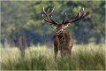  Parc de DYREHAVEN .Brame 2006
Cerf au brame.
Dyrehaven 2006
Mammifère.
Cerf élaphe.Cervus élaphus.
Photographie de faune sauvage.
Daniel TRINQUECOSTES
Que nature vive 