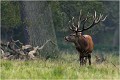  Parc de DYREHAVEN .Brame 2006
Cerf au brame.
Dyrehaven 2006
Mammifère.
Cerf élaphe.Cervus élaphus.
Photographie de faune sauvage.
Daniel TRINQUECOSTES
Que nature vive 