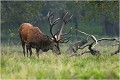  Parc de DYREHAVEN .Brame 2006
Cerf au brame.
Dyrehaven 2006
Mammifère.
Cerf élaphe.Cervus élaphus.
Photographie de faune sauvage.
Daniel TRINQUECOSTES
Que nature vive 