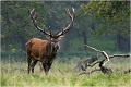  Parc de DYREHAVEN .Brame 2006
Cerf au brame.
Dyrehaven 2006
Mammifère.
Cerf élaphe.Cervus élaphus.
Photographie de faune sauvage.
Daniel TRINQUECOSTES
Que nature vive 