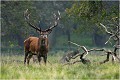  Parc de DYREHAVEN .Brame 2006
Cerf au brame.Brame du cerf
Dyrehaven 2006
Mammifère.
Cerf élaphe.Cervus élaphus.
Photographie de faune sauvage.
Daniel TRINQUECOSTES
Que nature vive 