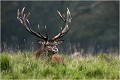  Parc de DYREHAVEN .Brame 2006
Cerf au brame.Brame du cerf
Dyrehaven 2006
Mammifère.
Cerf élaphe.Cervus élaphus.
Photographie de faune sauvage.
Daniel TRINQUECOSTES
Que nature vive 