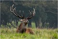  Parc de DYREHAVEN .Brame 2006
Cerf au brame.Brame du cerf
Dyrehaven 2006
Mammifère.
Cerf élaphe.Cervus élaphus.
Photographie de faune sauvage.
Daniel TRINQUECOSTES
Que nature vive 