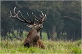  Parc de DYREHAVEN .Brame 2006
Cerf au brame.Brame du cerf
Dyrehaven 2006
Mammifère.
Cerf élaphe.Cervus élaphus.
Photographie de faune sauvage.
Daniel TRINQUECOSTES
Que nature vive 