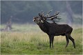 Un très beau jeune cerf subadulte et pourtant avec une magnifique ramure.
Il faut savoir que le cerf n'est vraiment adulte qu' à l'age de huit ans.Age où son squelette a terminé sa croissance. Ce n'est qu'après cet âge, que les bois peuvent prendre toute leur croissance puisque le calcium absorbé dans la nourriture peut exclusivement servir à la croissance des refaits. Parc de DYREHAVEN .Brame 2006
Cerf au brame.Brame du cerf
Dyrehaven 2006
Mammifère.
Cerf élaphe.Cervus élaphus.
Photographie de faune sauvage.
Daniel TRINQUECOSTES
Que nature vive 