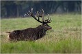  Parc de DYREHAVEN .Brame 2006
Cerf au brame.Brame du cerf
Dyrehaven 2006
Mammifère.
Cerf élaphe.Cervus élaphus.
Photographie de faune sauvage.
Daniel TRINQUECOSTES
Que nature vive 