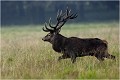  Parc de DYREHAVEN .Brame 2006
Cerf au brame.Brame du cerf
Dyrehaven 2006
Mammifère.
Cerf élaphe.Cervus élaphus.
Photographie de faune sauvage.
Daniel TRINQUECOSTES
Que nature vive 