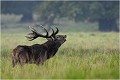  Parc de DYREHAVEN .Brame 2006
Cerf au brame.Brame du cerf
Dyrehaven 2006
Mammifère.
Cerf élaphe.Cervus élaphus.
Photographie de faune sauvage.
Daniel TRINQUECOSTES
Que nature vive 