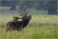  Parc de DYREHAVEN .Brame 2006
Cerf au brame.Brame du cerf
Dyrehaven 2006
Mammifère.
Cerf élaphe.Cervus élaphus.
Photographie de faune sauvage.
Daniel TRINQUECOSTES
Que nature vive 