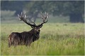  Parc de DYREHAVEN .Brame 2006
Cerf au brame.Brame du cerf
Dyrehaven 2006
Mammifère.
Cerf élaphe.Cervus élaphus.
Photographie de faune sauvage.
Daniel TRINQUECOSTES
Que nature vive 