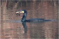  GRAND CORMORAN
Oiseaux
Pêche de cormoran
OISEAUX DU MARAIS
Photographie de faune sauvage
Daniel TRINQUECOSTES
Que nature vive 