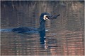  GRAND CORMORAN
Oiseaux
Pêche de cormoran
OISEAUX DU MARAIS
Photographie de faune sauvage
Daniel TRINQUECOSTES
Que nature vive 