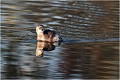 Adulte en plumage d'hiver. GREBE CASTAGNEUX
Oiseaux

OISEAUX DU MARAIS
Photographie de faune sauvage
Daniel TRINQUECOSTES
Que nature vive 