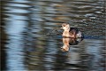  GREBE CASTAGNEUX
Oiseaux

OISEAUX DU MARAIS
Photographie de faune sauvage
Daniel TRINQUECOSTES
Que nature vive 
