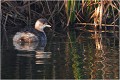  GREBE CASTAGNEUX
Oiseaux

OISEAUX DU MARAIS
Photographie de faune sauvage
Daniel TRINQUECOSTES
Que nature vive 