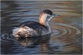Je fais des ronds dans l'eau...... GREBE CASTAGNEUX
Oiseaux

OISEAUX DU MARAIS
Photographie de faune sauvage
Daniel TRINQUECOSTES
Que nature vive 