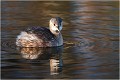  GREBE CASTAGNEUX
Oiseaux

OISEAUX DU MARAIS
Photographie de faune sauvage
Daniel TRINQUECOSTES
Que nature vive 