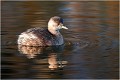  GREBE CASTAGNEUX
Oiseaux

OISEAUX DU MARAIS
Photographie de faune sauvage
Daniel TRINQUECOSTES
Que nature vive 