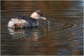 La goutte au bec après la pêche.... GREBE CASTAGNEUX
Oiseaux

OISEAUX DU MARAIS
Photographie de faune sauvage
Daniel TRINQUECOSTES
Que nature vive 