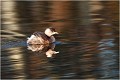 GREBE CASTAGNEUX
Oiseaux

OISEAUX DU MARAIS
Photographie de faune sauvage
Daniel TRINQUECOSTES
Que nature vive 