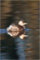  GREBE CASTAGNEUX
Oiseaux

OISEAUX DU MARAIS
Photographie de faune sauvage
Daniel TRINQUECOSTES
Que nature vive 