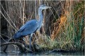 Il est venu se poser devant moi alors que j' affutais d'autres espèces ! HERON CENDRE
Oiseaux
Rivière
Au fil de l'eau
Photographie de faune sauvage

Que-nature-vive
Daniel TRINQUECOSTES
 