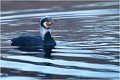 Sous espèce de grand cormoran de la variété SINENSIS ( Phalacrocorax sinensis ) GRAND CORMORAN sous espèce SINENSIS
Phalacrocorax sinensis 
Oiseaux

OISEAUX DU MARAIS
Photographie de faune sauvage
Daniel TRINQUECOSTES
Que nature vive 