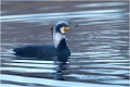 Sous espèce SINENSIS GRAND CORMORAN sous espèce SINENSIS
Phalacrocorax sinensis 
Oiseaux

OISEAUX DU MARAIS
Photographie de faune sauvage
Daniel TRINQUECOSTES
Que nature vive 