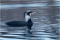 Sous espèce SINENSIS GRAND CORMORAN sous espèce SINENSIS
Phalacrocorax sinensis 
Oiseaux

OISEAUX DU MARAIS
Photographie de faune sauvage
Daniel TRINQUECOSTES
Que nature vive 