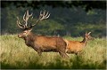 Serait ce que l' on boude ...... Parc de DYREHAVEN .Brame 2006
Cerf au brame.Brame du cerf
Dyrehaven 2006
Mammifère.
Cerf élaphe.Cervus élaphus.
Photographie de faune sauvage.
Daniel TRINQUECOSTES
Que nature vive 