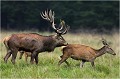 Prémices..... Parc de DYREHAVEN .Brame 2006
Cerf au brame.Brame du cerf
Dyrehaven 2006
Mammifère.
Cerf élaphe.Cervus élaphus.
Photographie de faune sauvage.
Daniel TRINQUECOSTES
Que nature vive 