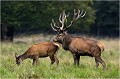  Parc de DYREHAVEN .Brame 2006
Cerf au brame.Brame du cerf
Dyrehaven 2006
Mammifère.
Cerf élaphe.Cervus élaphus.
Photographie de faune sauvage.
Daniel TRINQUECOSTES
Que nature vive 