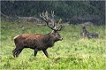 Cerf de pluie .....l'averse fut soudaine, juste le temps de se mettre à l'abri sous un de ces chênes plusieurs fois centenaires qui ornent ce parc et d' attendre. Et il vint ! Parc de DYREHAVEN .Brame 2006
Cerf au brame.Brame du cerf
Dyrehaven 2006
Mammifère.
Cerf élaphe.Cervus élaphus.
Photographie de faune sauvage.
Daniel TRINQUECOSTES
Que nature vive 