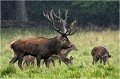 La pluie ne calme en rien teurs ardeurs .... Parc de DYREHAVEN .Brame 2006
Cerf au brame.Brame du cerf
Dyrehaven 2006
Mammifère.
Cerf élaphe.Cervus élaphus.
Photographie de faune sauvage.
Daniel TRINQUECOSTES
Que nature vive 